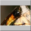 Tryphoninae spp - Schlupfwespe 108c 15mm-fdet02.jpg